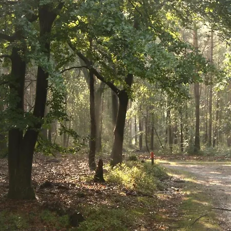 In Veluwe Near Hoge Veluwe Park