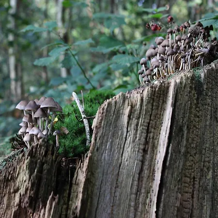 Feriehus In Veluwe Near Hoge Veluwe Park Voorthuizen