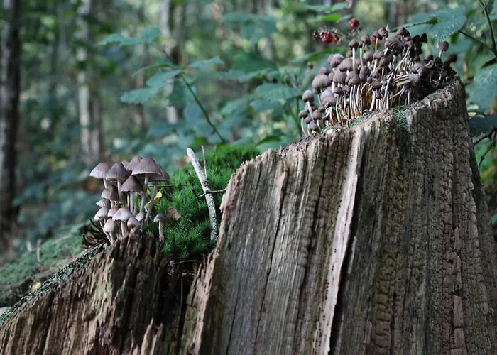 بيت للعطل In Veluwe Near Hoge Veluwe Park فورتهاوزن