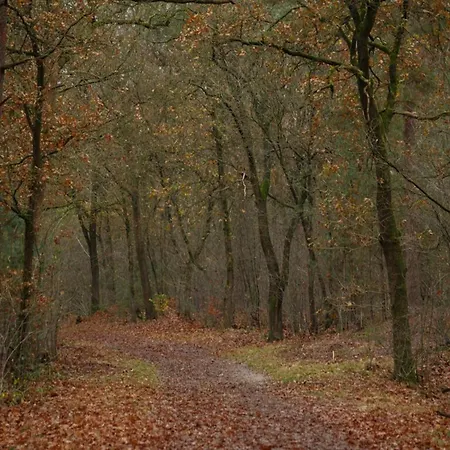 In Veluwe Near Hoge Veluwe Park *