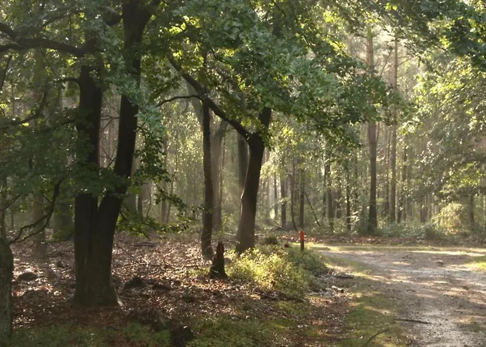 In Veluwe Near Hoge Veluwe Park